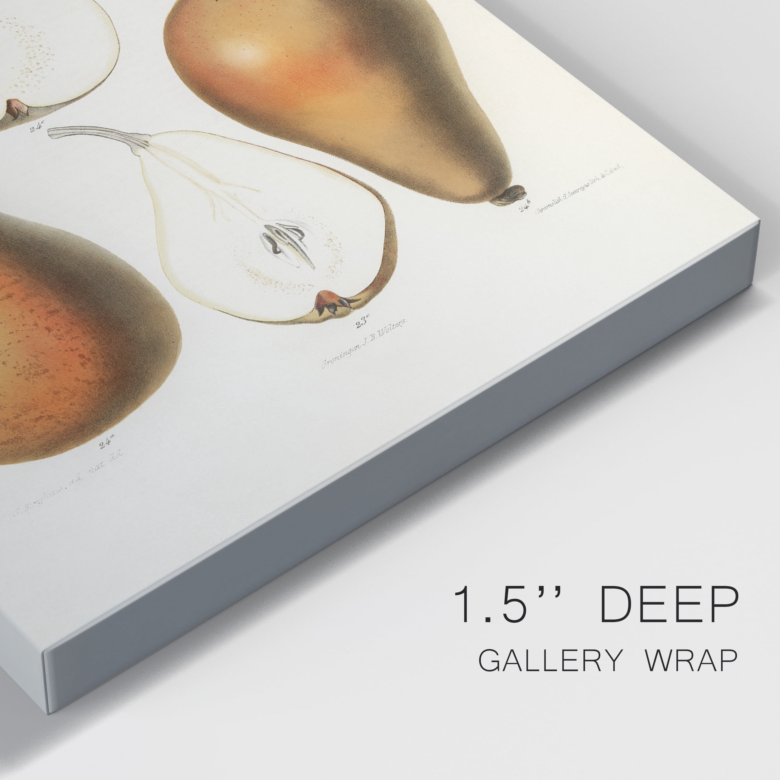 A vintage chromolithograph of fresh pears Premium Gallery Wrapped Canvas - Ready to Hang - 12 x 18