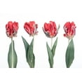thumbnail image 2 of Frank, Assaf 14x11 Gold Ornate Wood Framed with Double Matting Museum Art Print Titled - Rococo Tulips, 2 of 4