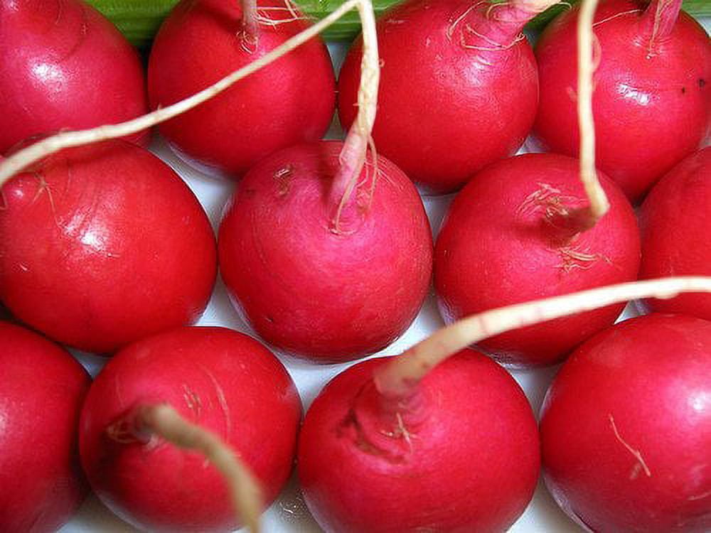 Red Onion Creole Variety 50-100 seeds Vegetable seeds | PH Red Onion Creole Variety 50-100 seeds Vegetable seeds | PH