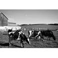 thumbnail image 2 of Highsmith, Carol 32x23 Gold Ornate Wood Framed with Double Matting Museum Art Print Titled - Holstein dairy cows Westby-Vernon County-Wisconsin, 2 of 4
