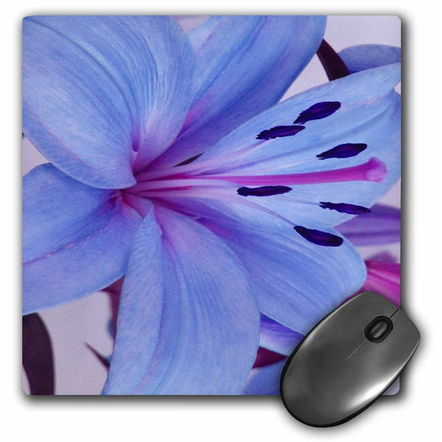 3dRose Delicate Blue Oriental Lily, Mouse Pad, 8 by 8 inches