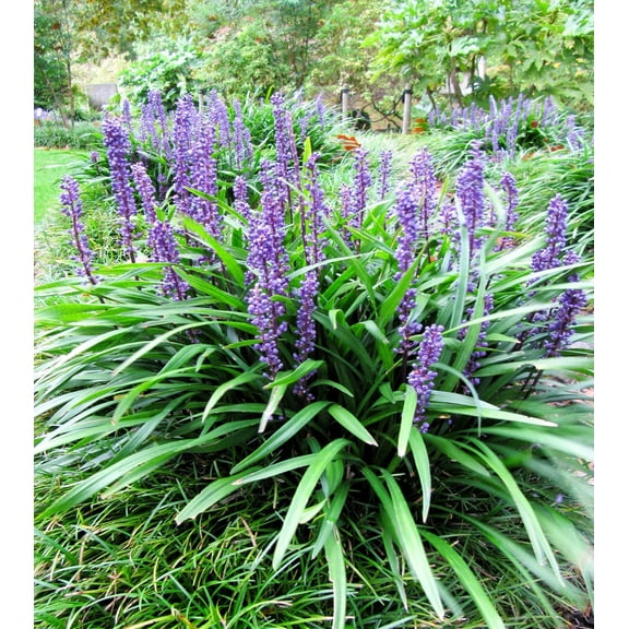5 Seeds LILYTURF Liriope Muscari aka Big Blue Lily Turf / Monkey Grass Flower Seeds