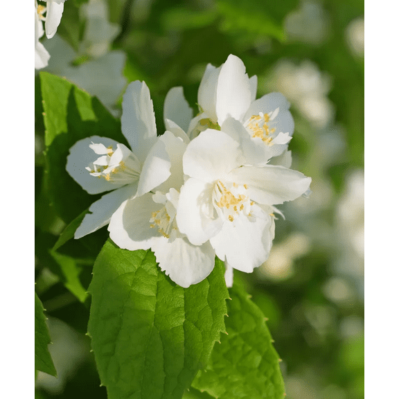 Set 2 Mock Orange Bare Roots, No Leaves for Planting 1-2ft Tall, Dormant in Winter - No Ship PR, HI, AK