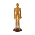 thumbnail image 3 of HILABEE Human Body Model Portable Color Coded Markings for Teaching Student Training Brown Male, 3 of 7