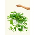 thumbnail image 4 of Epipremnum Aureum Live Green Plant in 8" Pot, 4 of 5