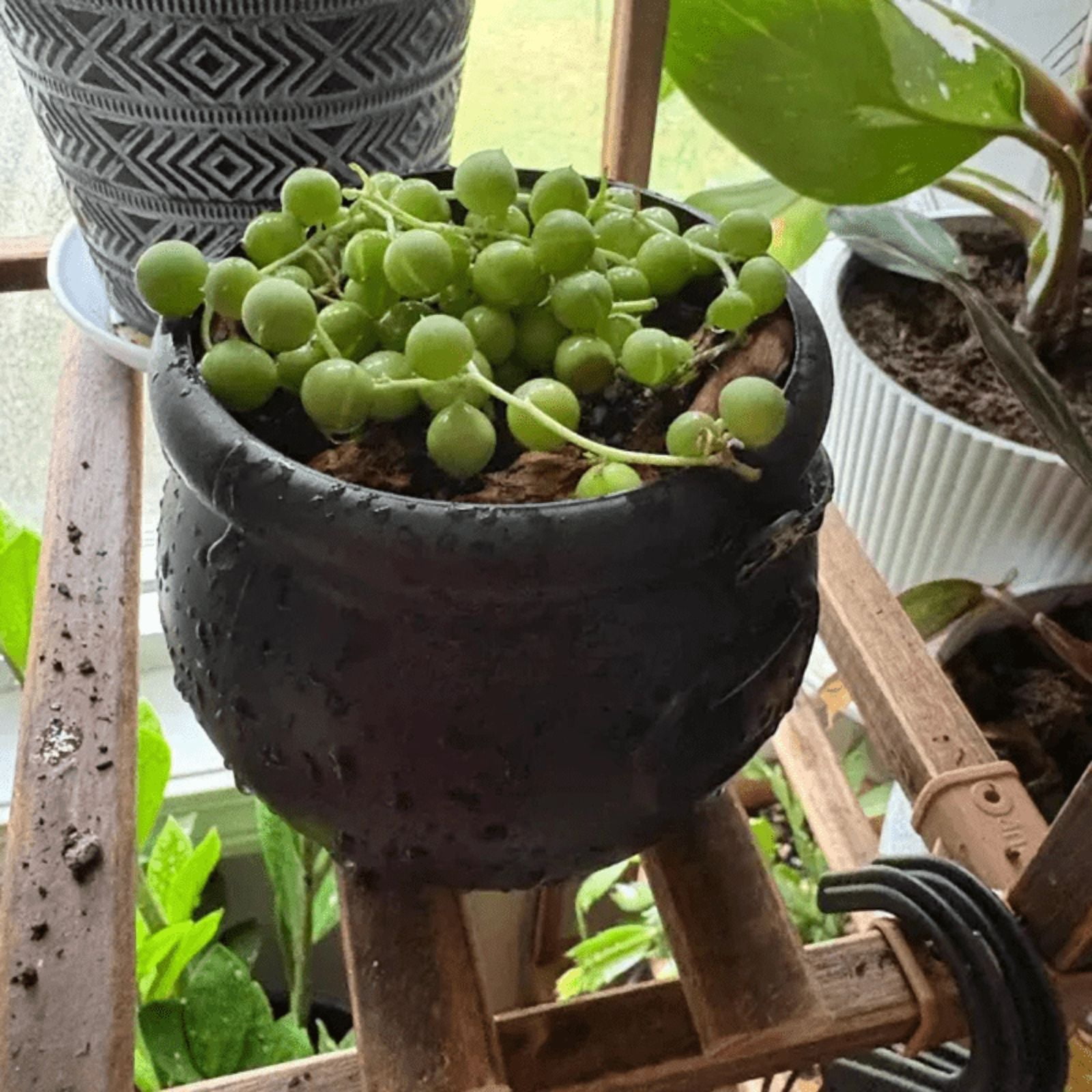 String of Pearls, Hanging Succulent, Trailing Succulent, Indoor Houseplant, Live Plant in 2'' Pearl Variegate