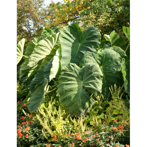 Elephant Ear 1 Large Bulb 13/15" Colocasia Esculenta