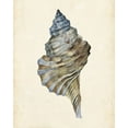 thumbnail image 2 of Wang, Melissa 20x24 Black Ornate Wood Framed with Double Matting Museum Art Print Titled - 3-UP Watercolor Seashell III, 2 of 4