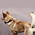 thumbnail image 4 of Ensemble Mignon de Collier, Cravate et Bandeau pour Chien, Boucle à Dégagement Rapide Réglable, Doux et Confortable, 4 of 5