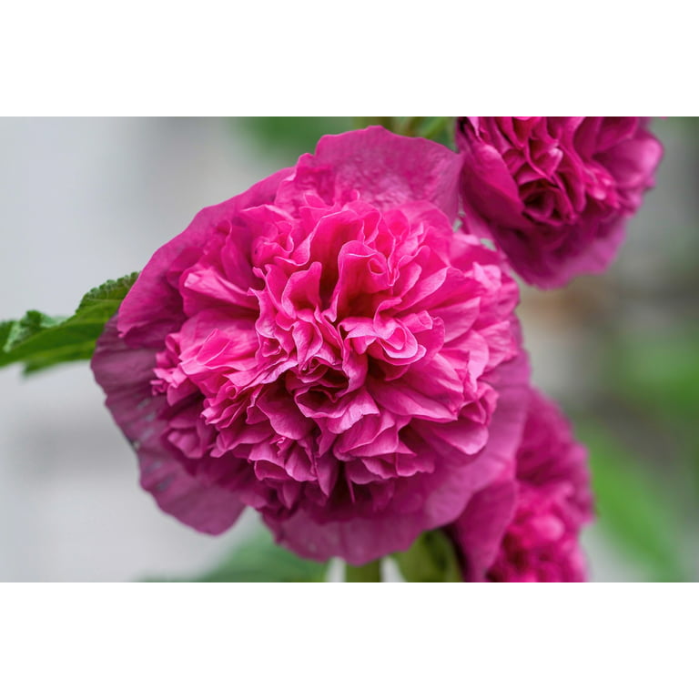 50 SUMMER CARNIVAL HOLLYHOCK Double Mixed Colors Red Pink White Yellow  Peach Alcea Rosea Flower Seeds 