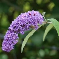 Live Shrub 1 gal Buddleia 'Lochinch' with Full Sunlight