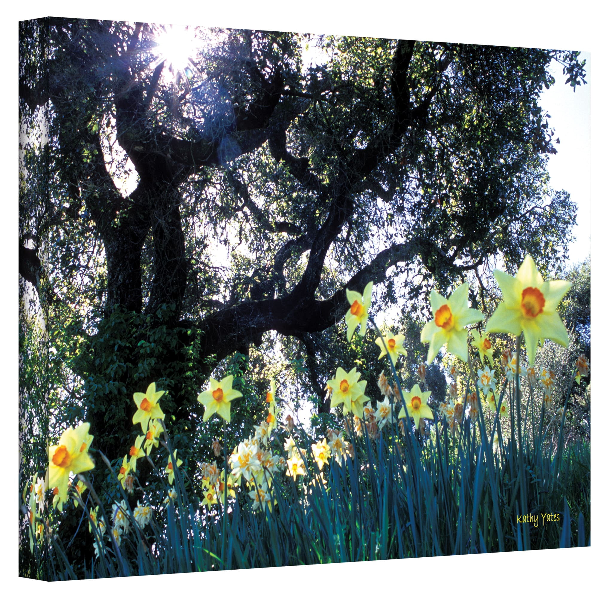 Kathy Yates "Daffodils And The Oak" Canvas Art