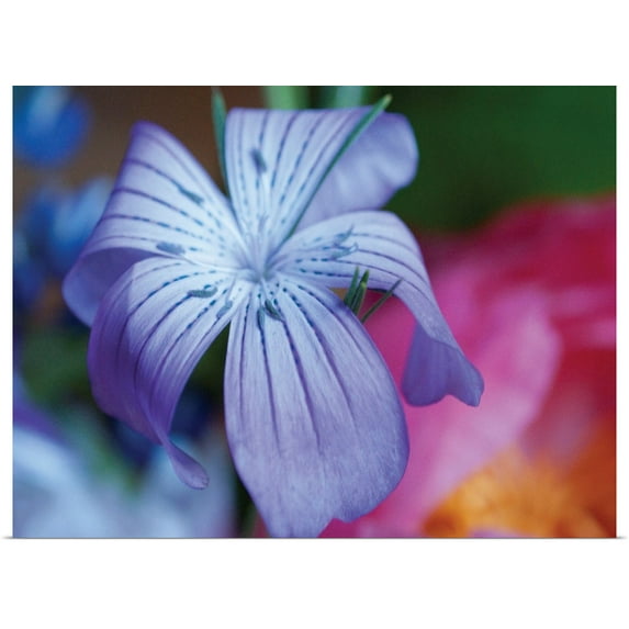 Great BIG Canvas | Rolled Erin Berzel Poster Print entitled Delicate Flower I