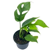 Monstera Minima, 4 inch, Rhaphidophora tetrasperma Philodendron Piccolo, Mini Ginny,