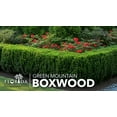 thumbnail image 2 of Green Mountain Boxwood | 40 Live Plants | Buxus sempervirens ‘Green Mountain’ | Evergreen Privacy Shrub | Compact Formal Garden Plants, 2 of 6