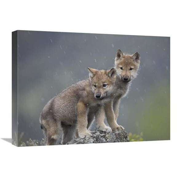 18 x 24 in. Gray Wolf Pups in Light Snowfall, North America Art Print - Tim Fitzharris