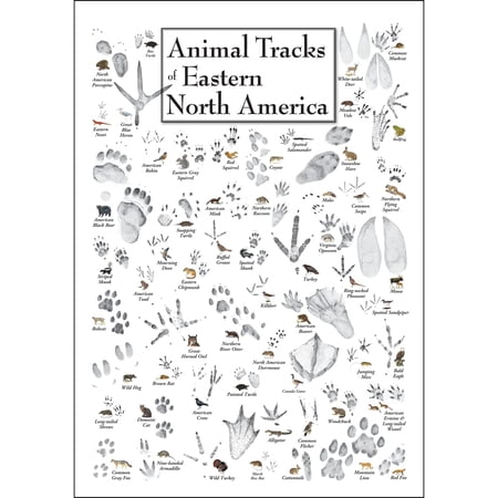 Earth Sky + Water - Animal Tracks of Eastern North America - Poster
