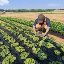 KFFKFF Weed Barrier 3x50ft Landscape Fabric 3.2oz Heavy Duty Geotextile Fabric Woven PP Weed Control Mat for Underlayment High Permeability Good for Flower Bed, Garden Barrier Cloth Blocker, Black