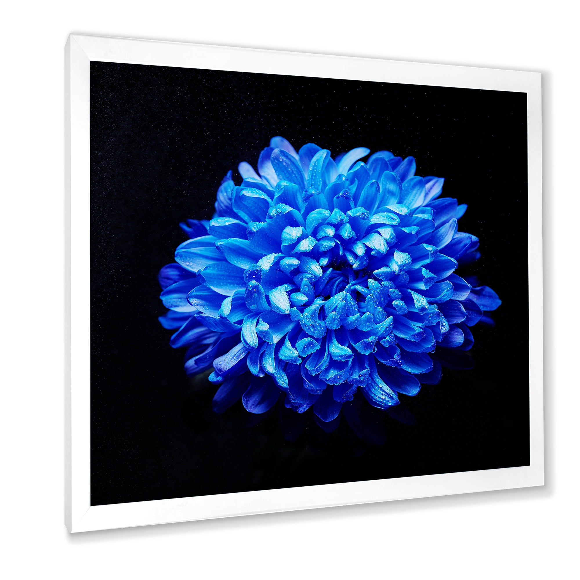 Designart 'Dew Drops on Blue Aster ' Traditional Framed Art Print