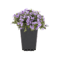 thumbnail image 4 of Expert Gardener 1.5PT Purple Creeping Phlox Live Perennial Plant Sun 5-Pack, 4 of 10