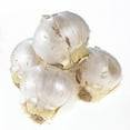 thumbnail image 4 of Van Zyverden Allium Karataviense Set of 7 Bulbs Purple Part Sun, 4 of 9