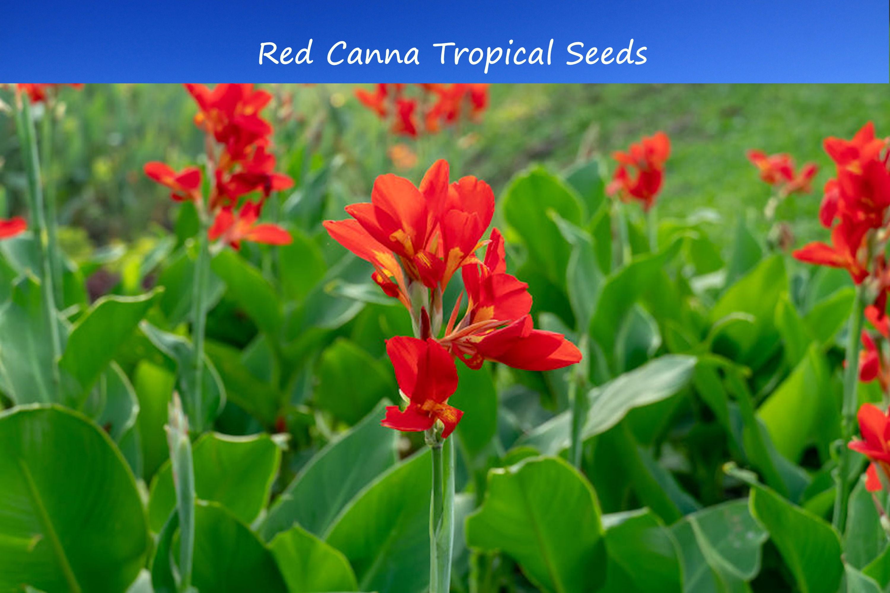 Tropical Flower SeedsCanna Indica10 Seeds Brilliant Red Color Sun or