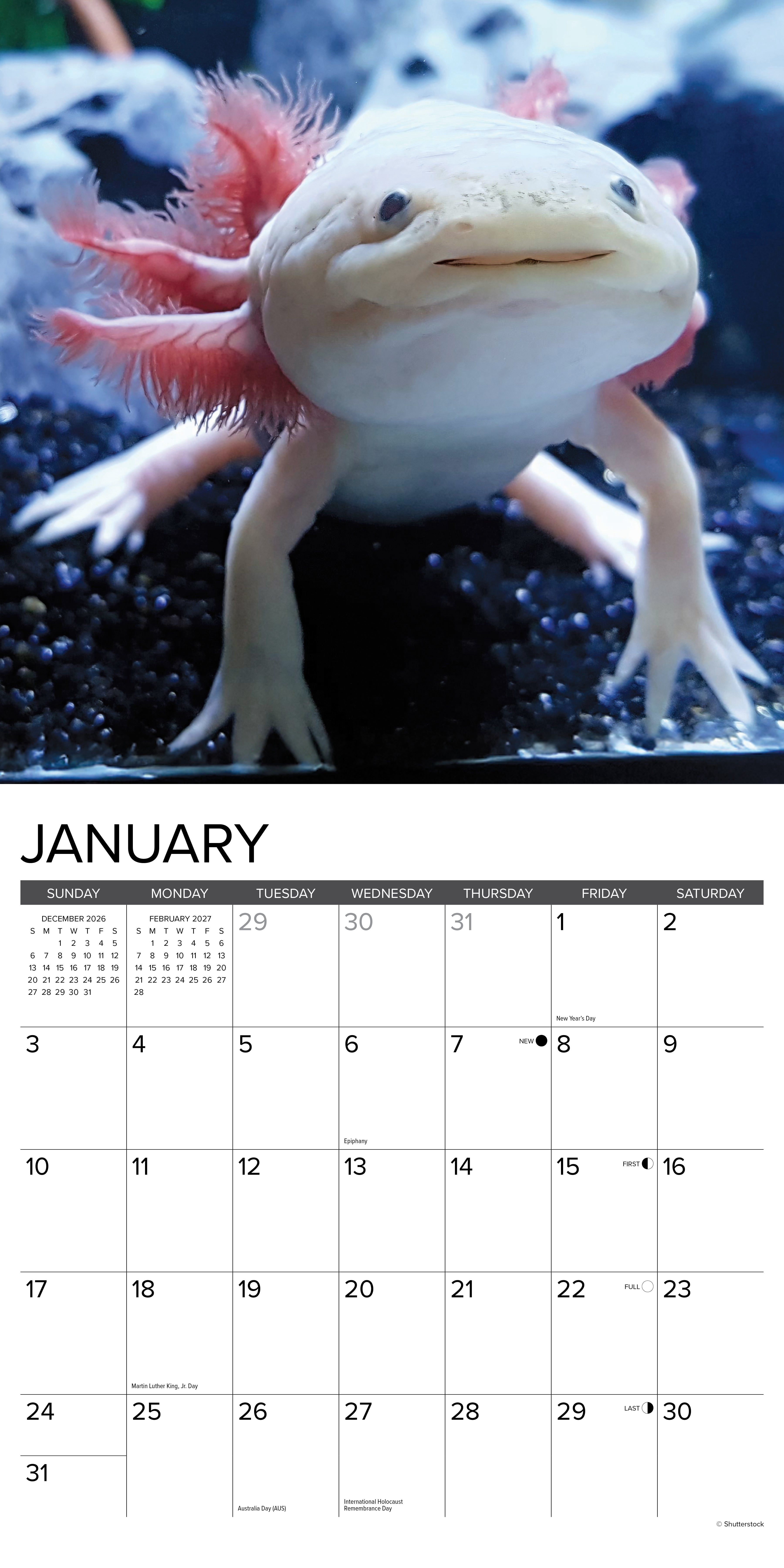 Willow Creek Press, Axolotls 2027 Wall Calendar