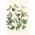 thumbnail image 1 of European Butterflies & Moths (Plate 35)-Fine Art Canvas Print (20" x 30"), 1 of 1