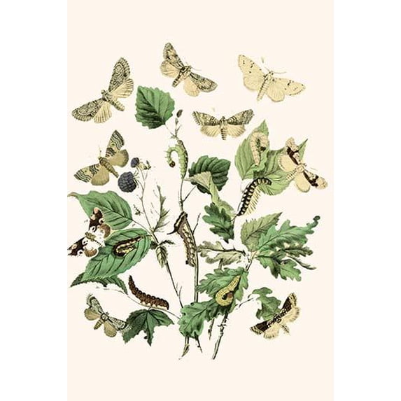 European Butterflies & Moths (Plate 35)-Fine Art Canvas Print (20" x 30")