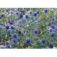 thumbnail image 2 of Blue Sea Holly "Eryngium Planum" 50 Seeds, 2 of 2
