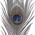 thumbnail image 2 of Pack Of 25pc Natural Peacock Feathers 10-12 Inch N, 2 of 2