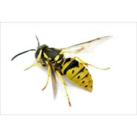 A Quick and Easy Guide on How to Get Rid of Yellow Jackets - (Best Toner To Get Rid Of Yellow)