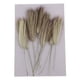 thumbnail image 1 of Ramo de 12 piezas de hierba seca decorativa de cola de perro para bodas, accesorios y flores. Grande, 1 of 9