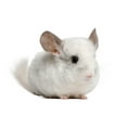 thumbnail image 4 of American Pet 13oz Premium Dust Bath - Dry Dust Bath for Chinchillas, Hamsters, Degu & Gerbils, 4 of 6