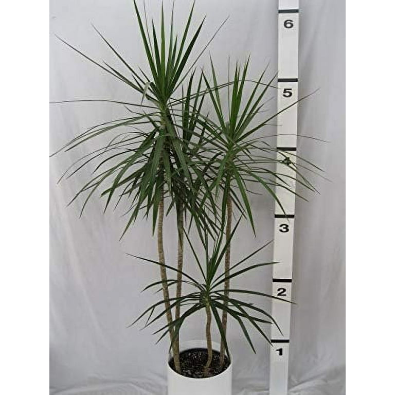 Wekiva Foliage Dracaena Marginata Cane, 10 Inch Pot, Low Light Indoor Air  Cleaning Houseplant - Walmart.com
