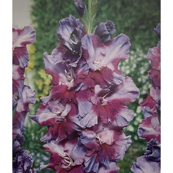 Petsjora Parrot Gladiolus 10 Bulbs 10/ cm - Purple Ruffled Flowers