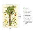 thumbnail image 2 of Piassava Palm Jute Sunn Hemp - Plants Used in Clothing & Cordage - Vintage Botanical Illustration by John Nugent Fitch c.1860s - 8 x 12 inch Vintage Metal Tin Sign, 2 of 4