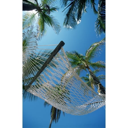 Hammock And Palm Tree Great Barrier Reef Northern Caye Belize Canvas Art - Ron Watts  Design Pics (24 x (Best Caye In Belize)