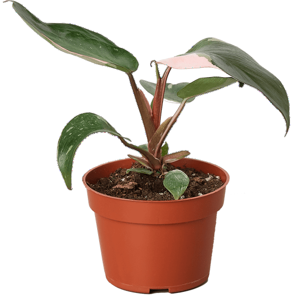 Philodendron Pink Princess Live Plant for Indoor | Different Houseplants in 4'' & 6'' Pot | Real House Plant for Living Room, Office, Desk & Bathroom | Erubescens