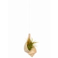 thumbnail image 5 of Hanging Air Plant Holder – Whelk Sea Shell and Live Tillandsia Airplant Gift Set, 5 of 6