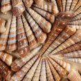 thumbnail image 4 of Creative Co-Op Wood and Glass Framed Paper Shadow Box Wall Décor with Natural Shells, Natural, 4 of 8
