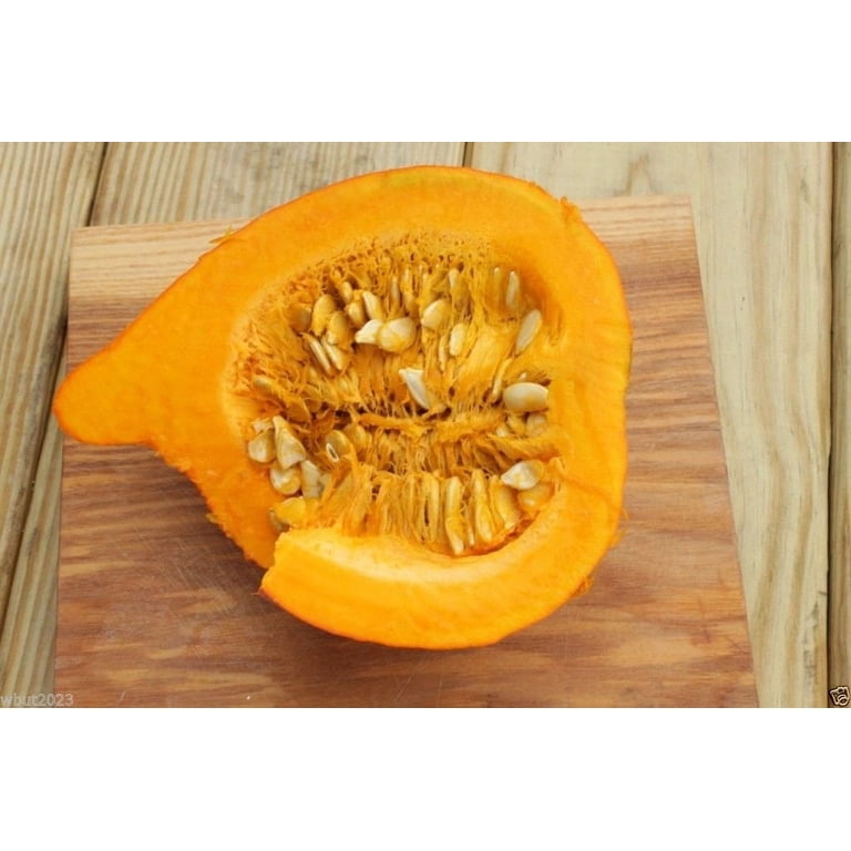 Organic Non-GMO Pumpkin Seeds Red Kuri (hokkaido) Winter Squash Seeds ...
