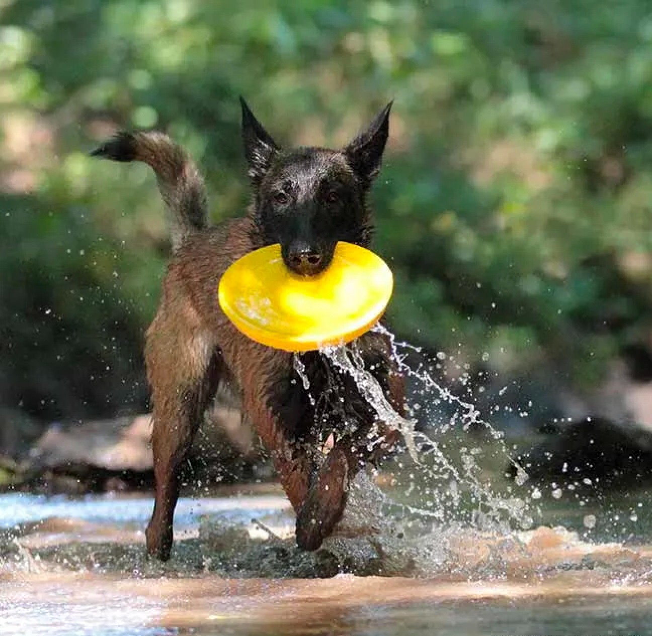Dog Jump Catch and Fetch Toys Floating Interactive Foam Flyer Glider Disc FUN! (9 inch Yellow)