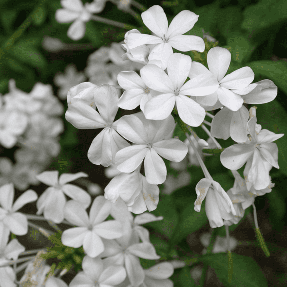 2 White Plumbago Flower Plants, Plumbago Flowering Shrub for Outdoor From 3 Inch Tall