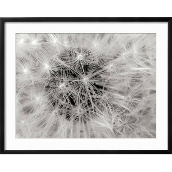Art.com Dandelion 2 Photographic Print by Jim Christensen, Black Frame Wall Art, 29" x 23"