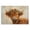 Floral Crown Highland Cow_v1, variant on Stupell Industries Cow On Fence Animals & Insects Painting Black Floater Framed Canvas Art Print Wall Art, 25 x 17