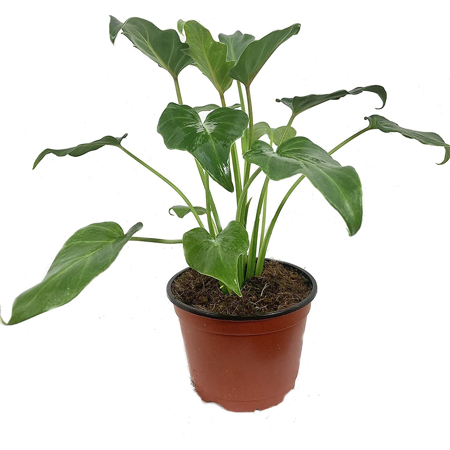 Xanadu Cut Leaf Philodendron Live Plant in a 6 Inch Pot