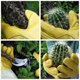 thumbnail image 4 of Nvzi Guantes de jardinería pequeños de piel de vaca impermeables con protección para el antebrazo, 4 of 4