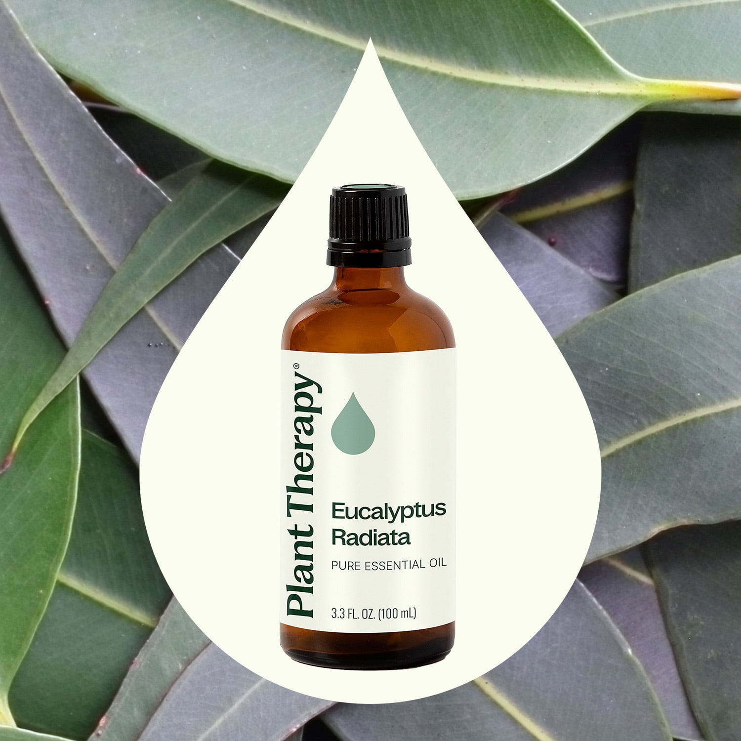 Plant Therapy Eucalyptus Radiata Essential Oil 100 mL (3.3 oz) 100% Pure, Undiluted, Natural Aromatherpay