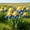C, variant on Premium Iris For Planting-Perennial Ornamental-Perfect for Beds-Garden Decoration(Non-Artificial)